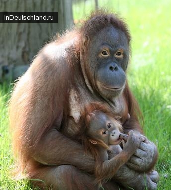 Берлинский зоопарк